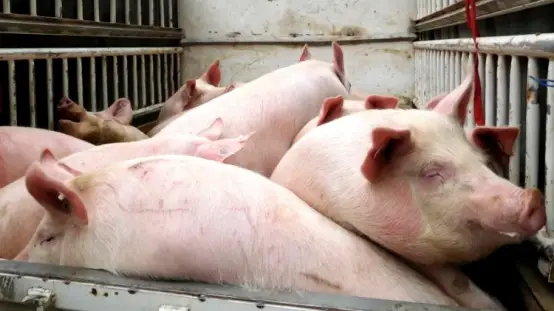 100 000 свиней уничтожены! Вьетнамская чума свиней выявила недостатки в безопасном обращении с животными.